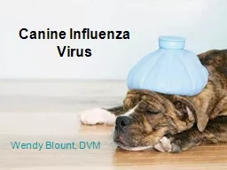 Canine Influenza Virus Wendy Blount, DVM