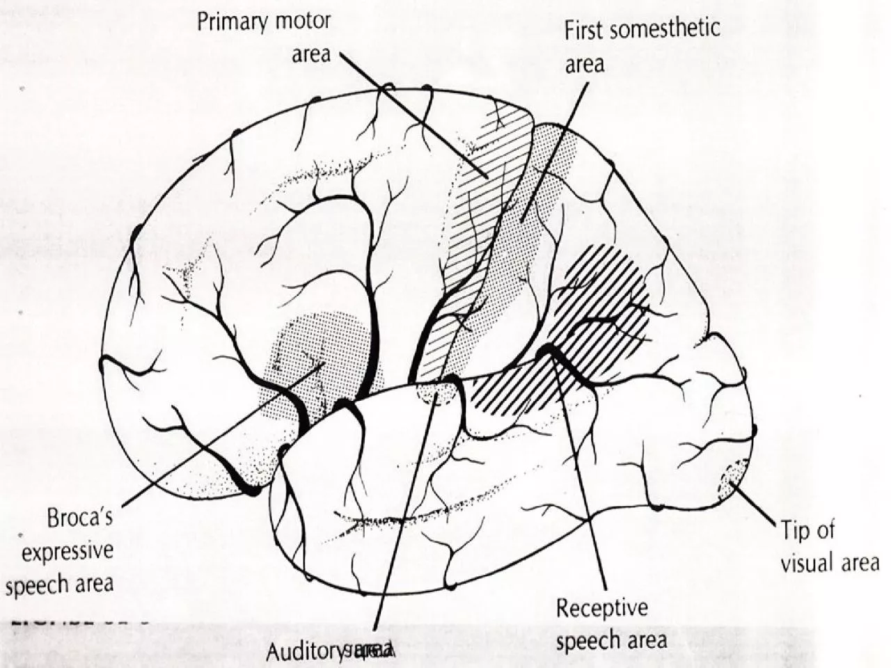 PPT-It supplies the whole medial surface of the cerebral hemisphere above the corpus callosum