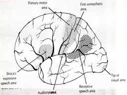 It supplies the whole medial surface of the cerebral hemisphere above the corpus callosum as far b