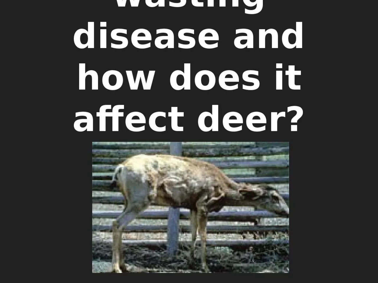 What is Chronic wasting disease and how does it affect deer?