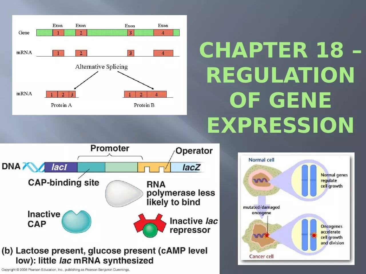 Chapter 18 – Regulation of Gene Expression