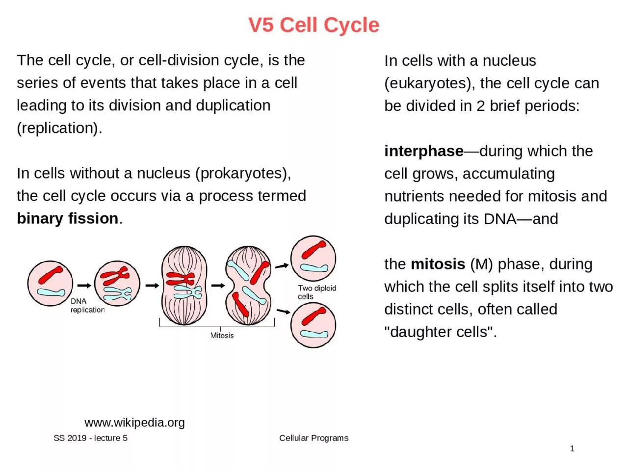 V5 Cell Cycle   www.wikipedia.org