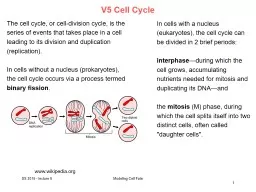 V5 Cell Cycle   www.wikipedia.org