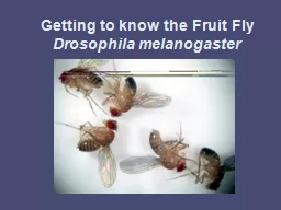 Getting to know the Fruit Fly