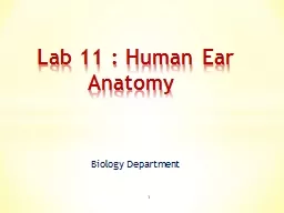 Biology Department   1 Lab 11 : Human Ear Anatomy