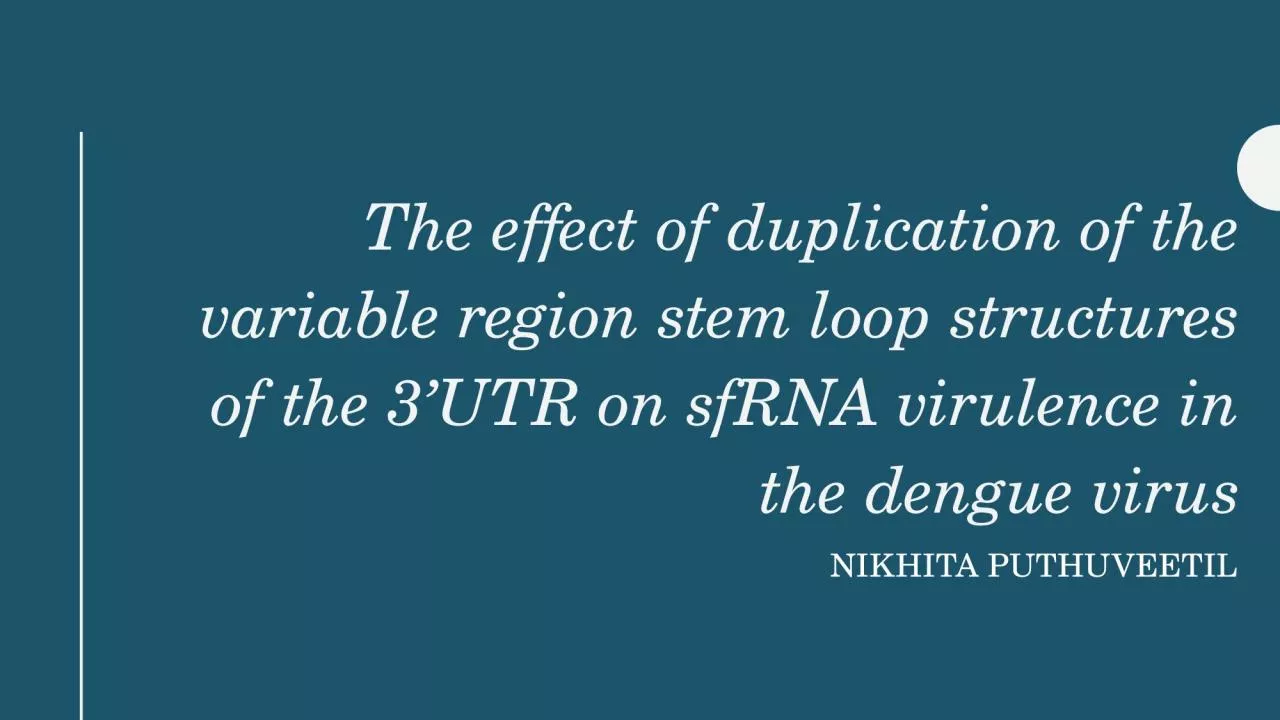 PPT-The effect of duplication of the variable region stem loop structures of the 3’UTR on