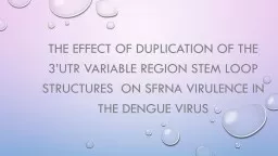 The effect of duplication of the variable region stem loop structures of the 3’UTR on sfRNA virul