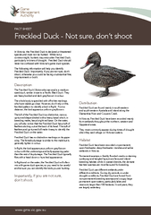 Freckled Duck - Not sure, don’t shoot