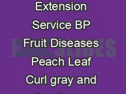 Purdue University Cooperative Extension Service BP Fruit Diseases Peach Leaf Curl gray