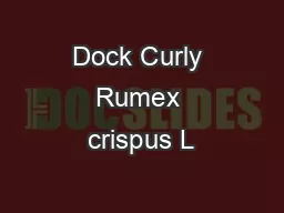 Dock Curly Rumex crispus L