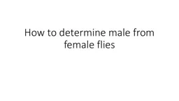 How to determine male from female flies