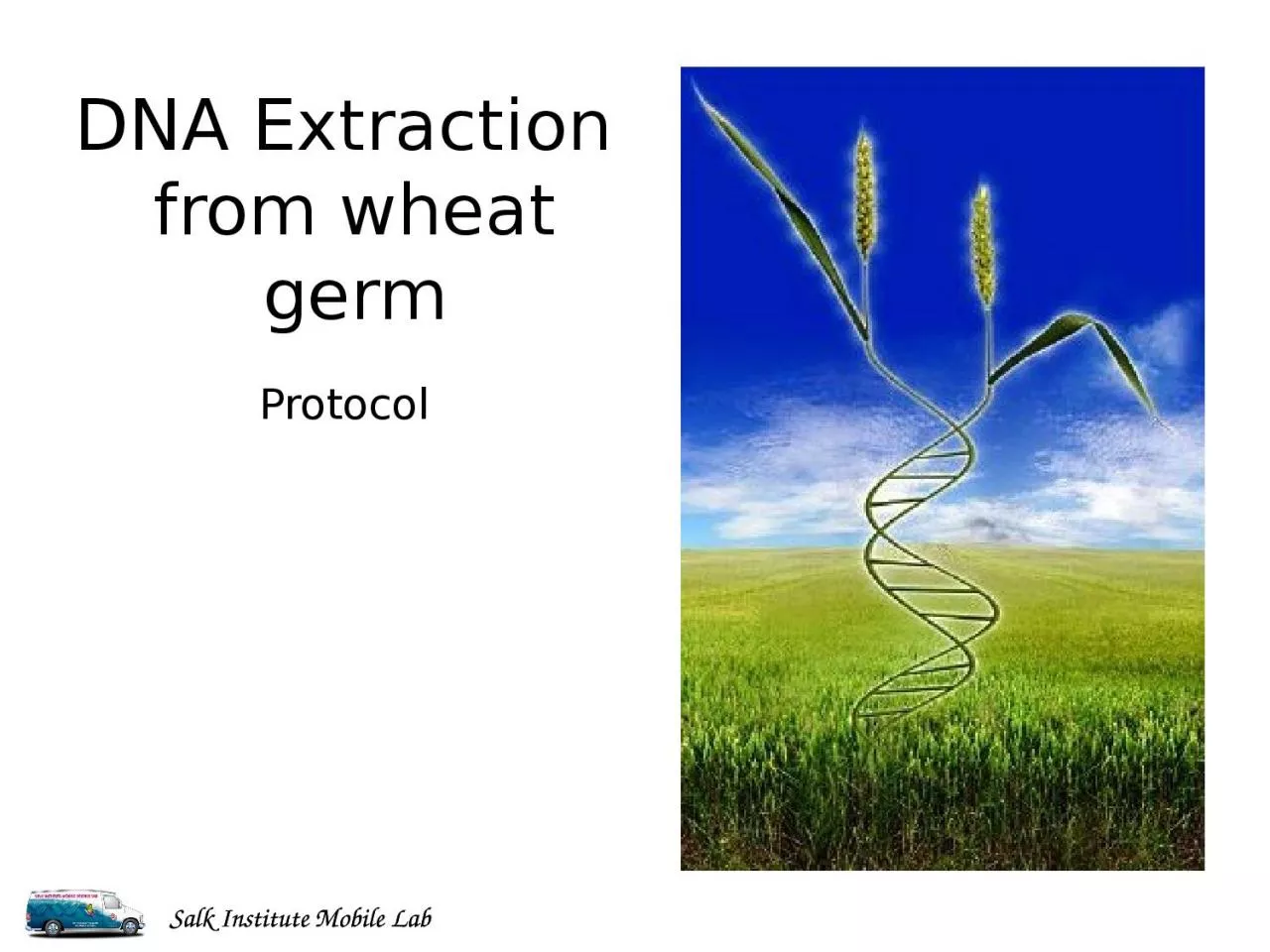 PPT-DNA Extraction from wheat germ