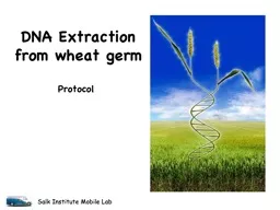 DNA Extraction  from wheat germ