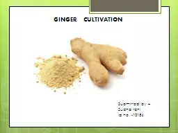 GINGER    CULTIVATION