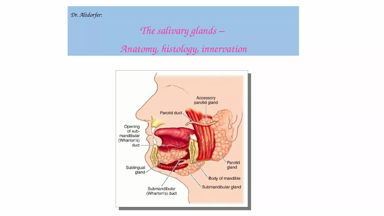 PPT-Dr. Altdorfer: The salivary