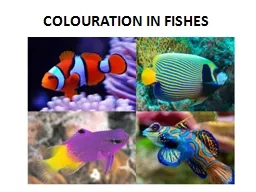 COLOURATION  IN FISHES Majority of fishes are vividly and brightly