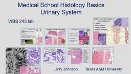 Medical School Histology Basics Urinary System