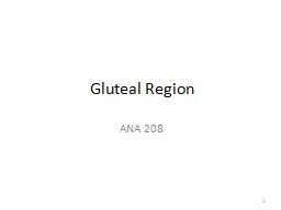 Gluteal Region ANA 208 1