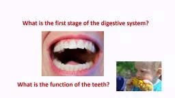 What is the first stage of the digestive system?