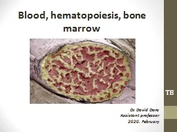 Blood, hematopoiesis, bone marrow