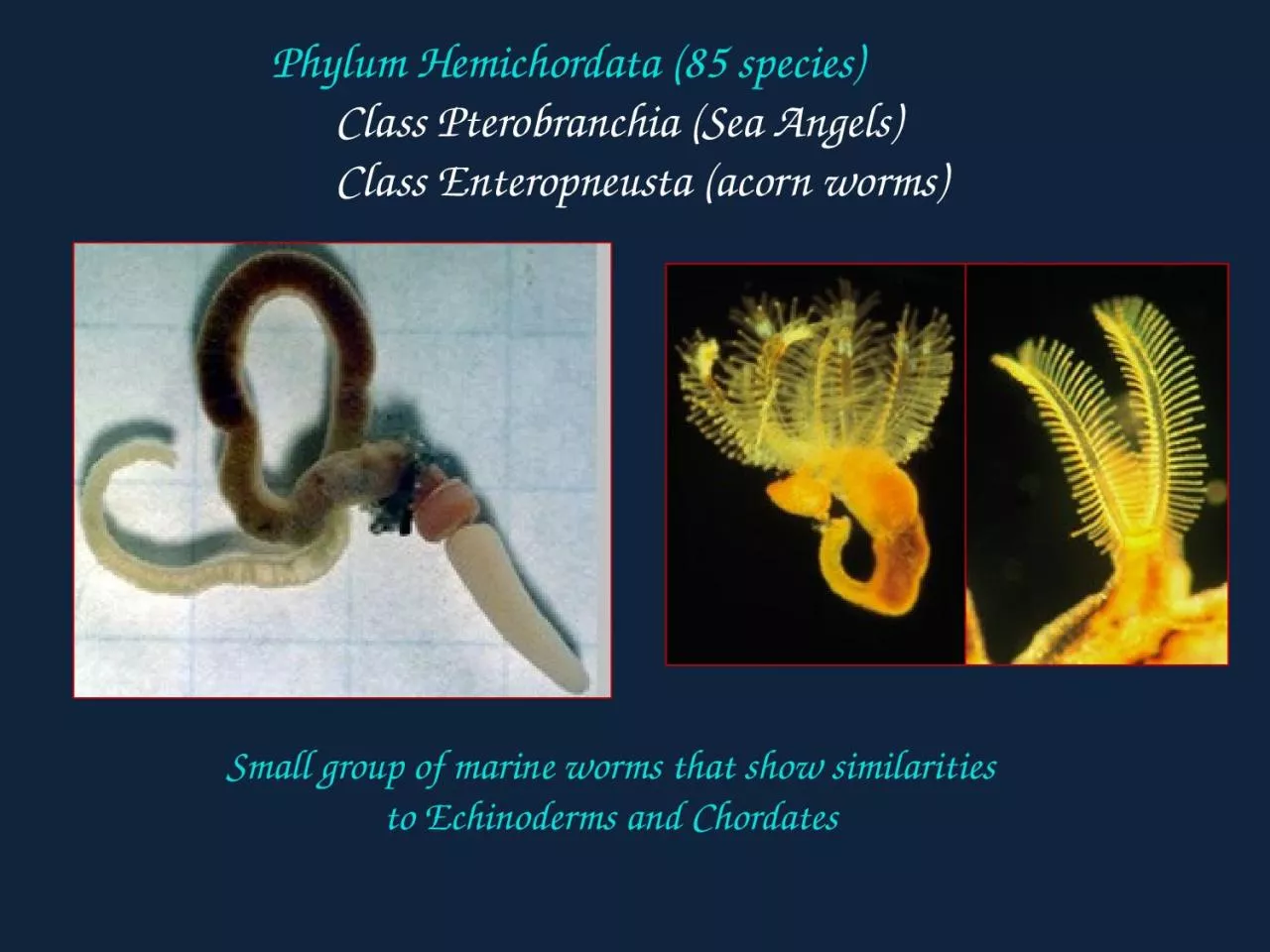 Phylum  Hemichordata  (85 species)