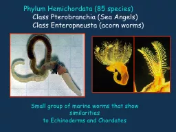 Phylum  Hemichordata  (85 species)