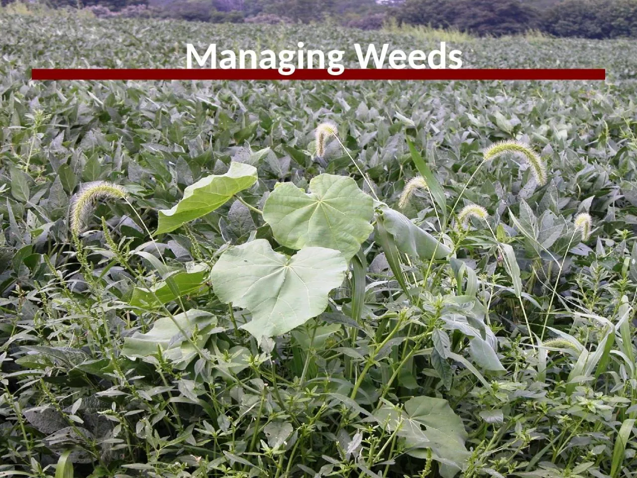 Managing Weeds Timeliness of weed control