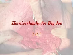 H erniorrhaphy  for Big Joe