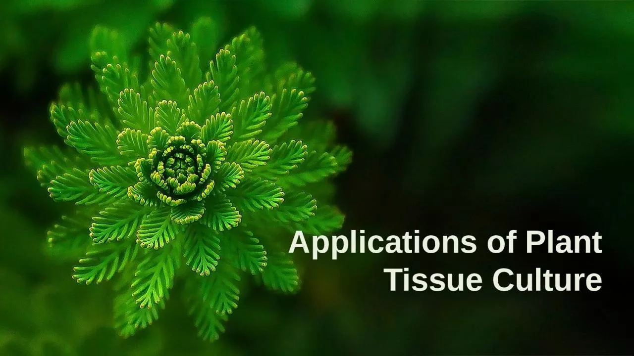 PPT-Applications of Plant Tissue Culture