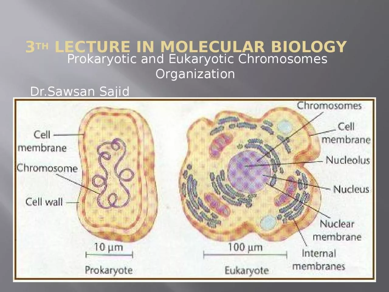 3 th  lecture in molecular biology