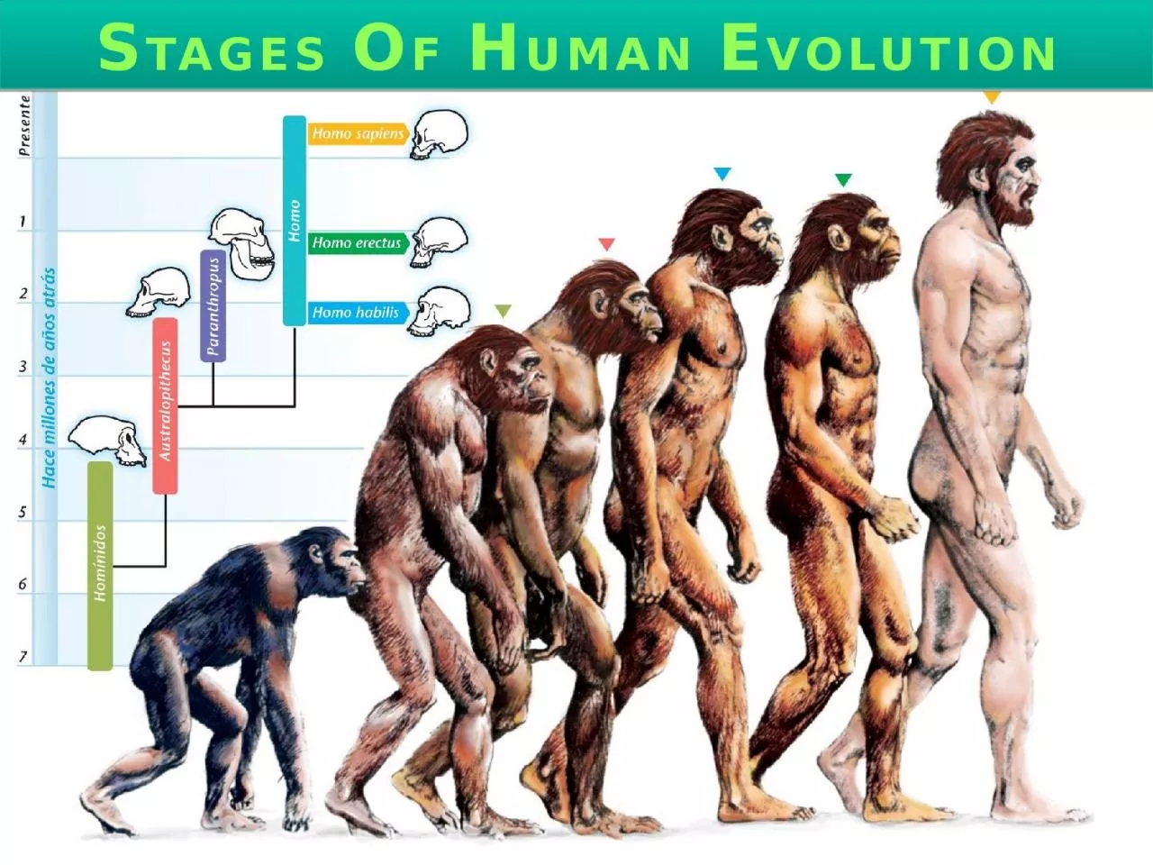 PPT-S TAGES O F H UMAN E VOLUTION