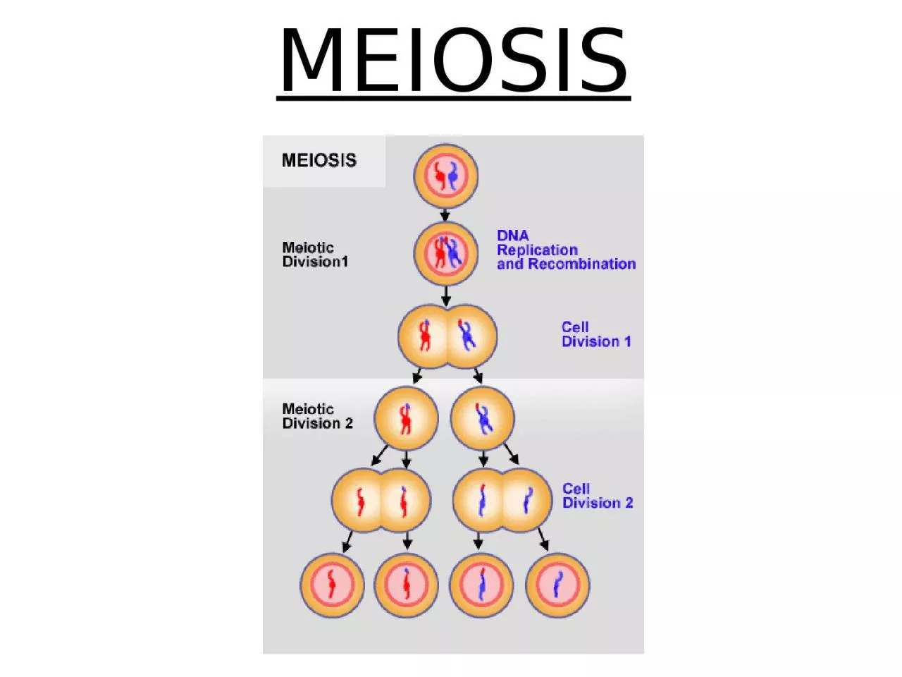 PPT-MEIOSIS Q2 WK3 D2 Meiosis