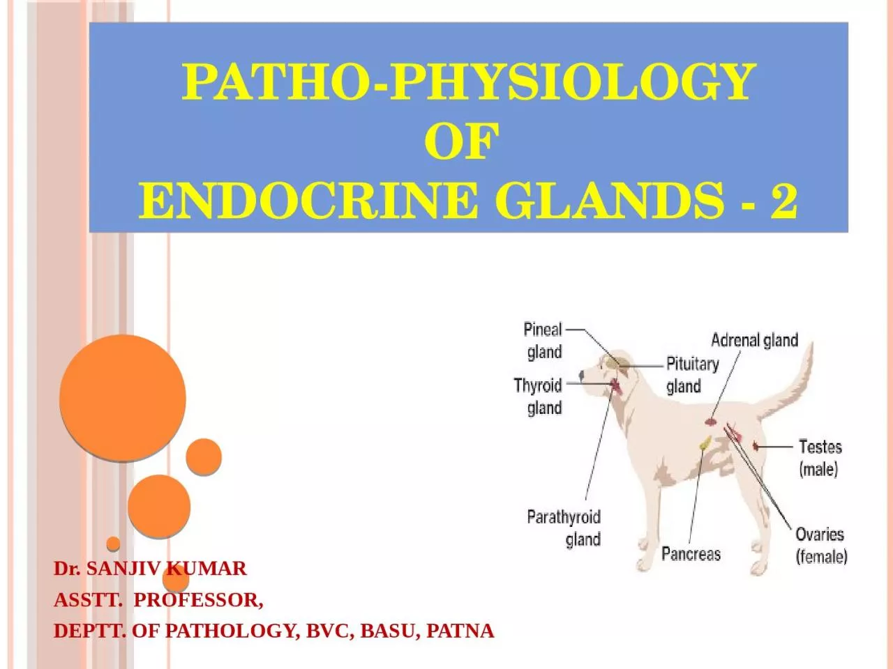 PATHO-PHYSIOLOGY OF  ENDOCRINE