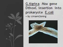 G.tigrina   Hox  gene  DthoxC