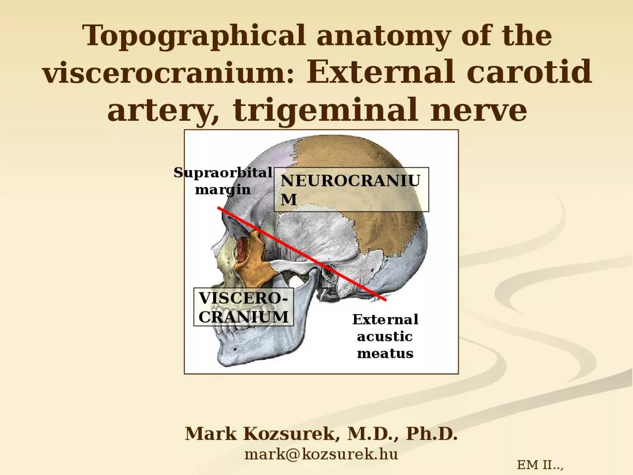 PPT-Topographical anatomy of