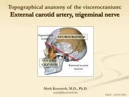 Topographical  anatomy  of