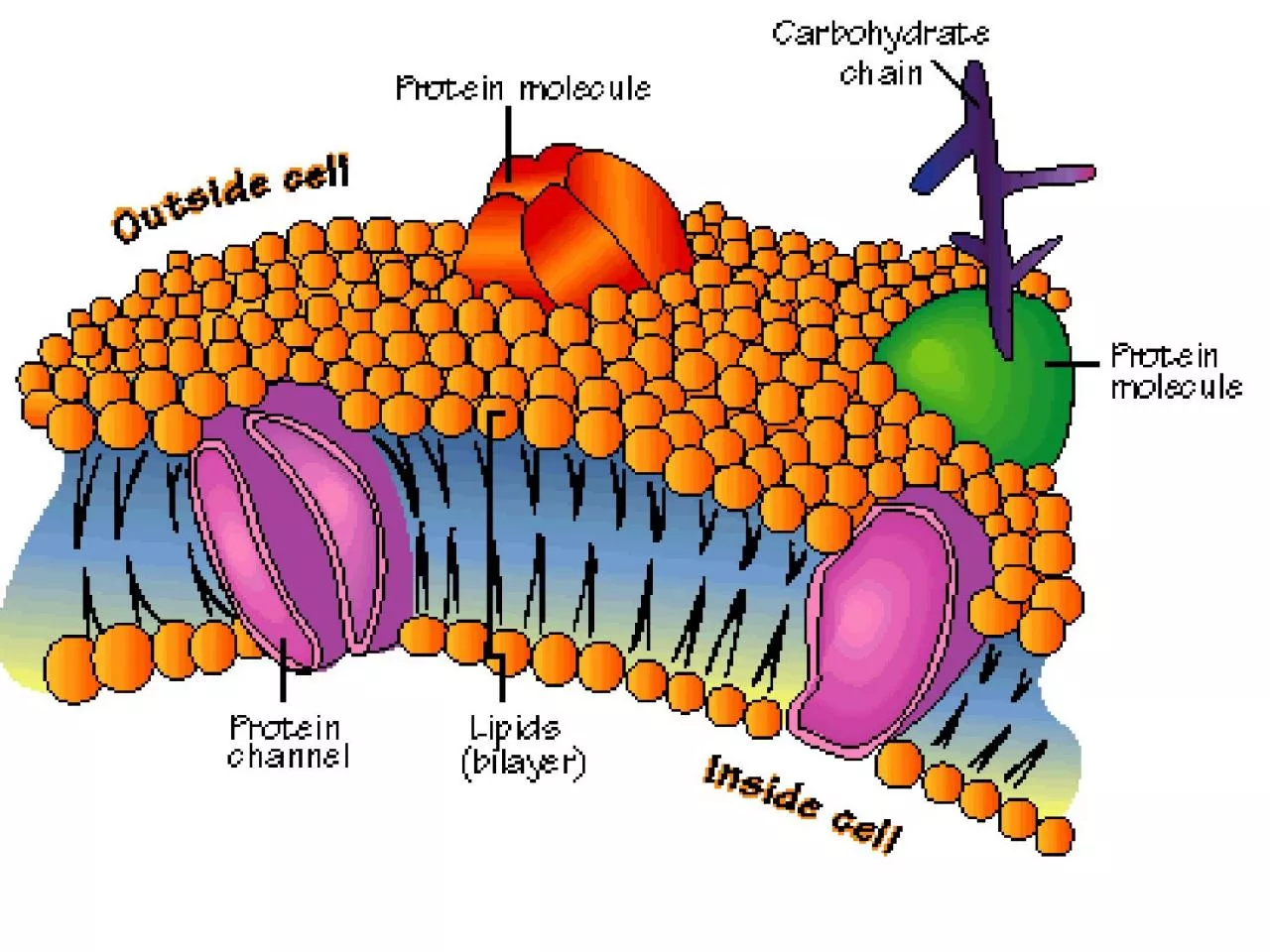 PPT-Fluid Mosaic Model Current model of the membrane structure.