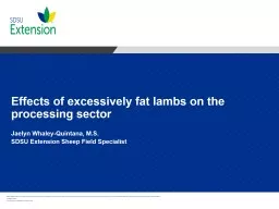 Effects of excessively fat lambs on the processing sector