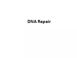 DNA Repair The human genome contains 3 billion base pairs .