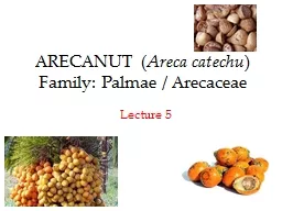 ARECANUT ( Areca catechu