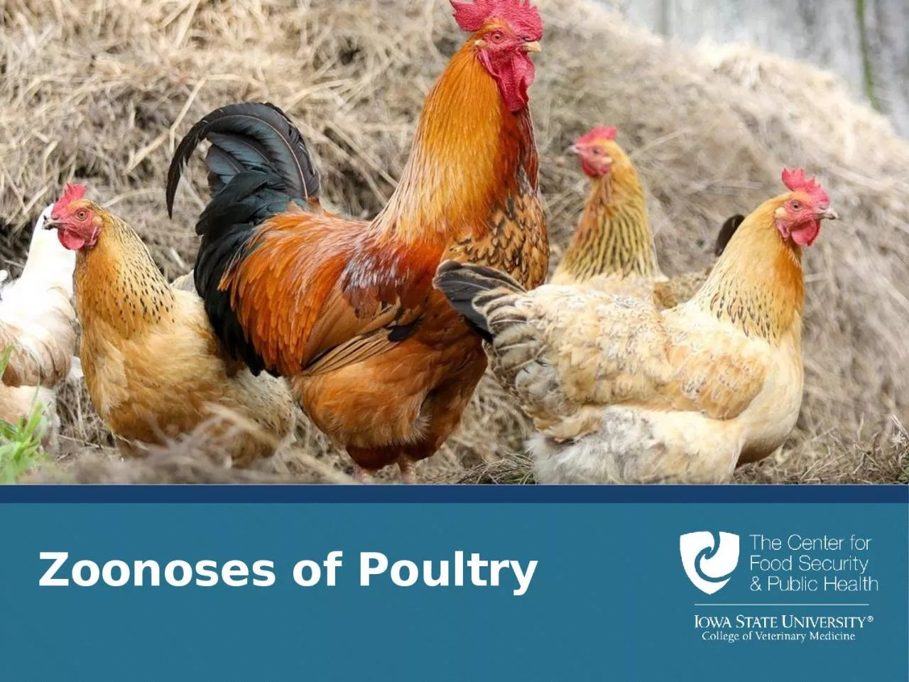 PPT-Zoonoses of Poultry Diseases