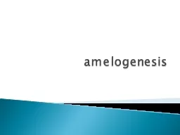 amelogenesis Life cycle of the ameloblasts