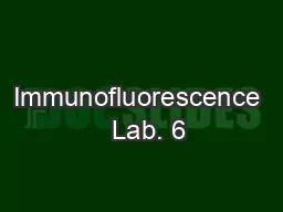 Immunofluorescence   Lab. 6