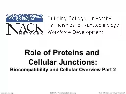 Role of Proteins and  Cellular Junctions: