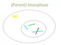 (Parent) Interphase Interphase