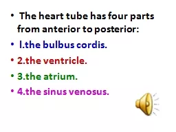 The heart tube has four parts from anterior to posterior: