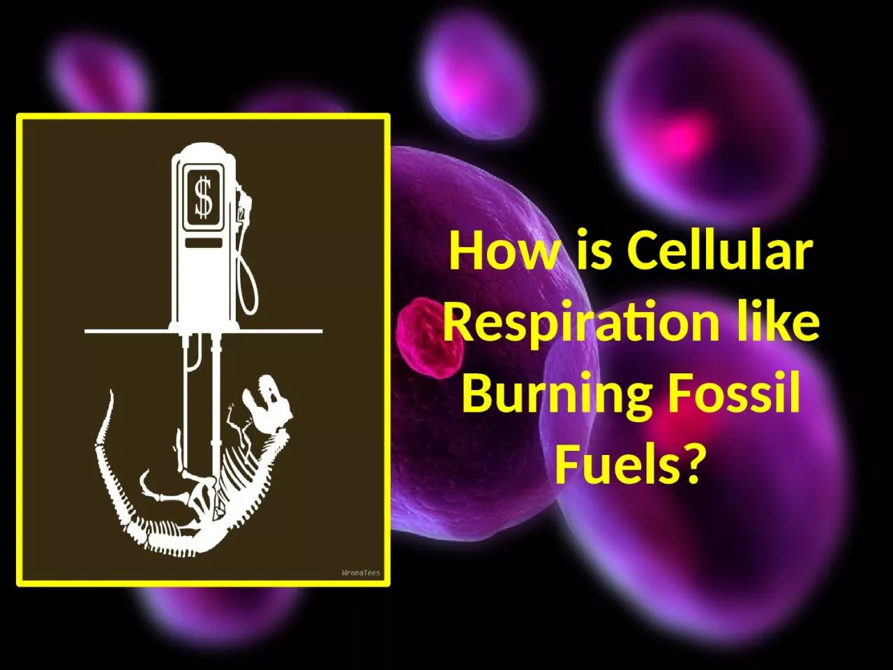 How is Cellular Respiration like Burning Fossil Fuels?