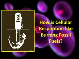 How is Cellular Respiration like Burning Fossil Fuels?
