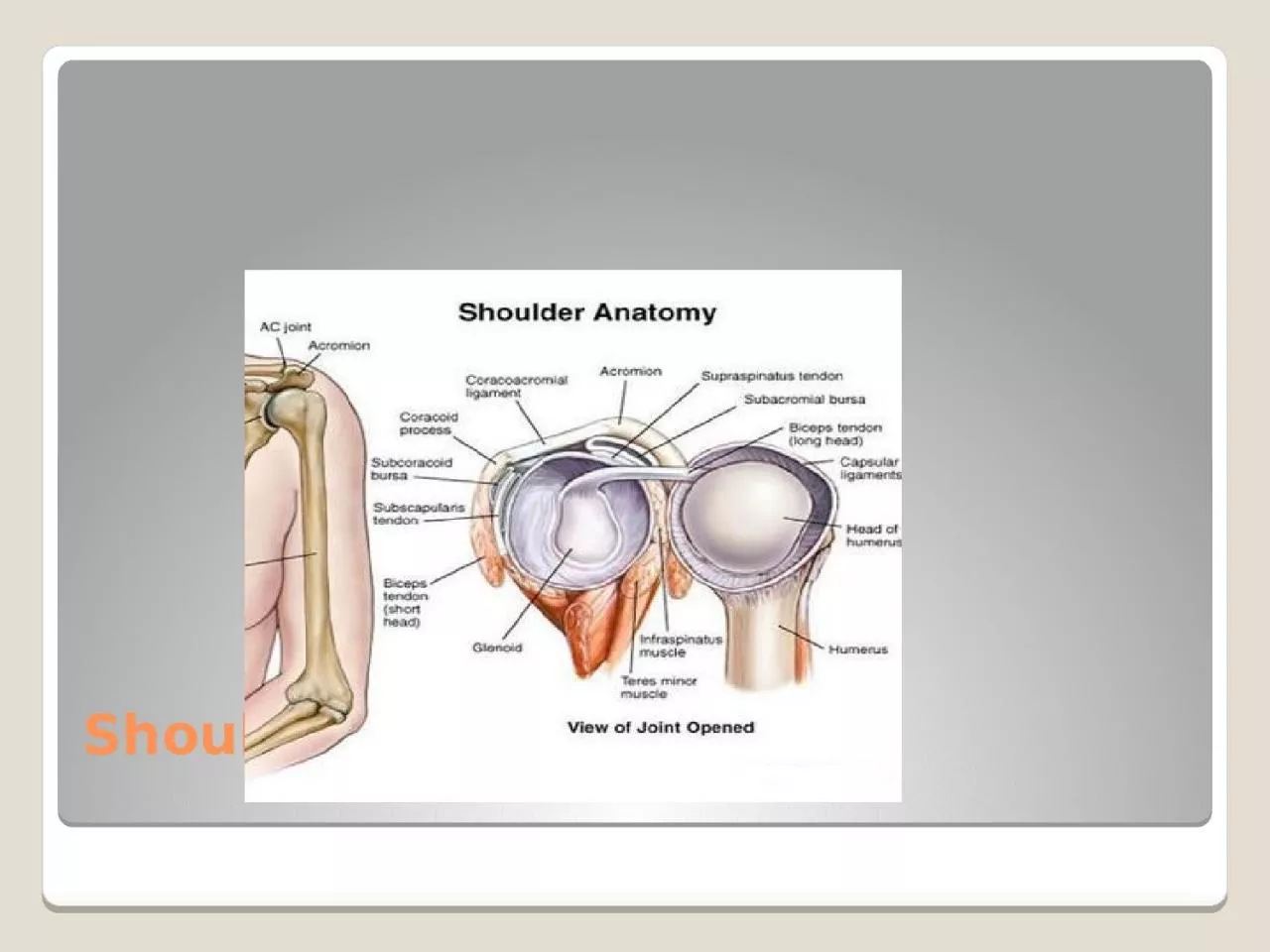 PPT-Shoulder joint disorders: