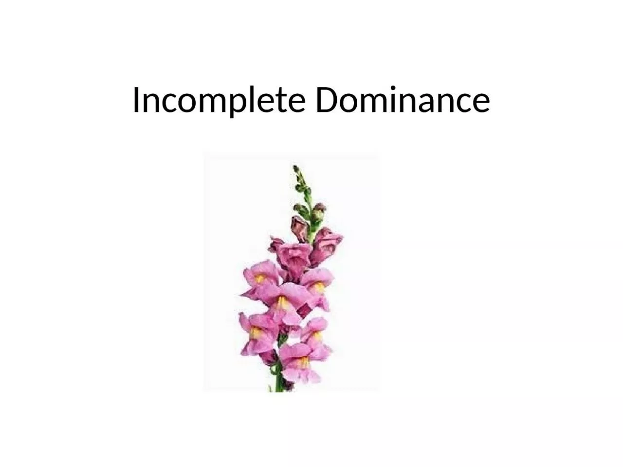 Incomplete Dominance What is incomplete dominance?